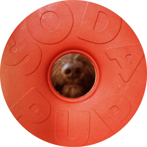 Mask ждлоGroup Life Saver - Chew Toy 24 » Pets Impress