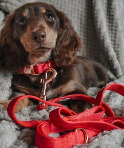 Merlot' Dog Collar 13 » Pets Impress