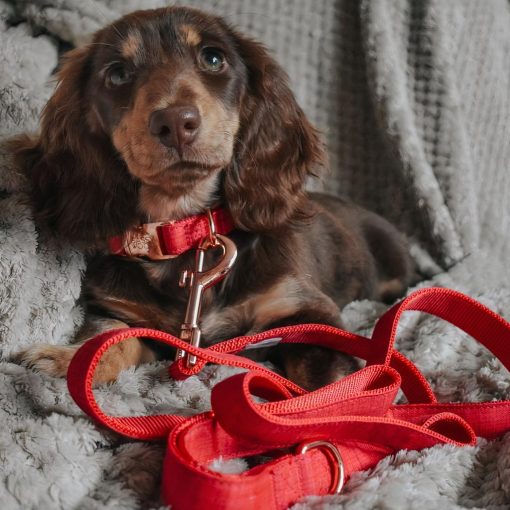 Merlot' Dog Collar 4 » Pets Impress