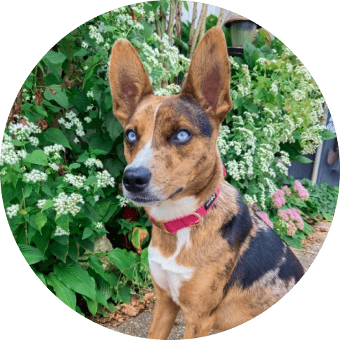 Merlot' Dog Collar 15 » Pets Impress