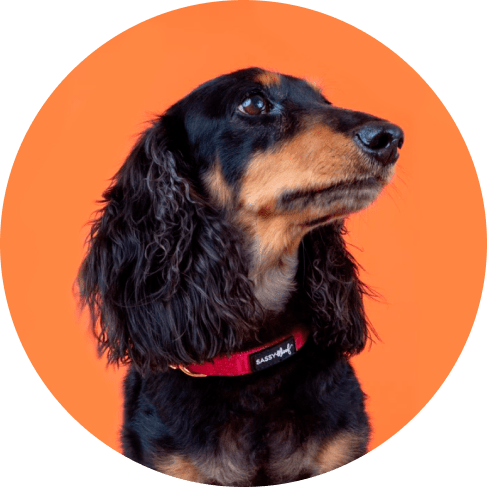 Merlot' Dog Collar 16 » Pets Impress