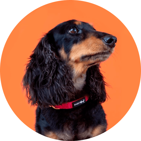 Mask Gro;lm.up-min Merlot' Dog Collar 16 » Pets Impress
