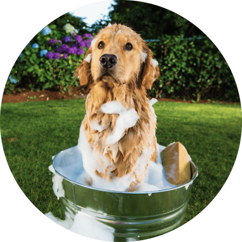 Mountain Fresh Pet Stain & Odor Remover 9 » Pets Impress