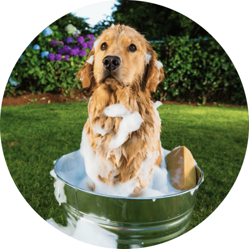 Mountain Fresh Pet Stain & Odor Remover 11 » Pets Impress