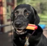 Nylon Hot Dog Chew Toy 20 » Pets Impress