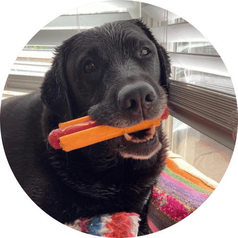 Nylon Hot Dog Chew Toy 18 » Pets Impress