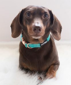 Wag Your Teal' Dog Collar 9 » Pets Impress