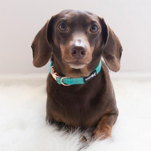 Wag Your Teal' Dog Collar 4 » Pets Impress