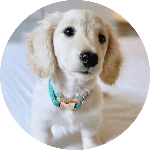 Wag Your Teal' Dog Collar 16 » Pets Impress