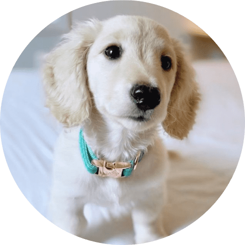 Mask G;lkjhroup Wag Your Teal' Dog Collar 16 » Pets Impress