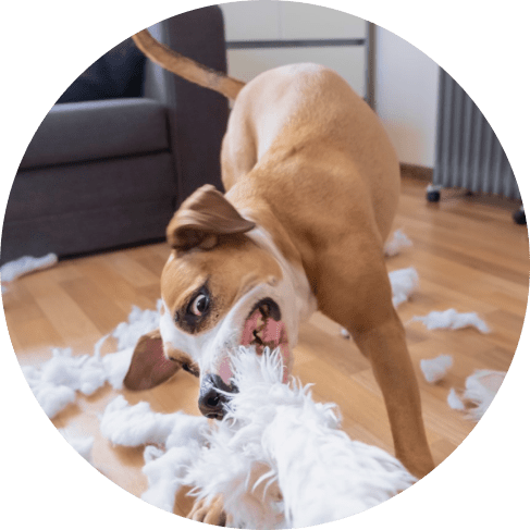 Mask Groб ють.ьождои.тup-min Pork-Flavored Chew Squeaker Toy 9 » Pets Impress