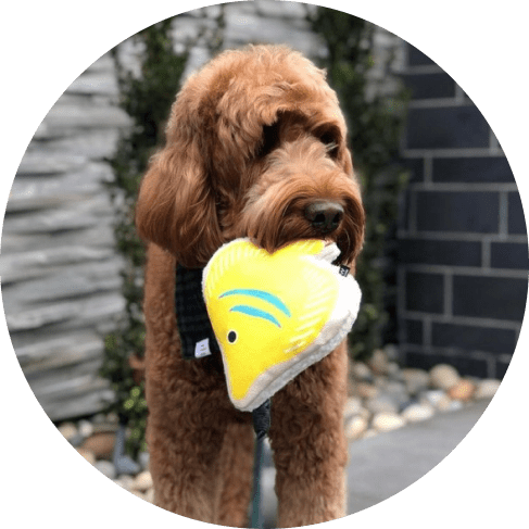 Group 1яму01 Fancy Fish Toy 10 » Pets Impress