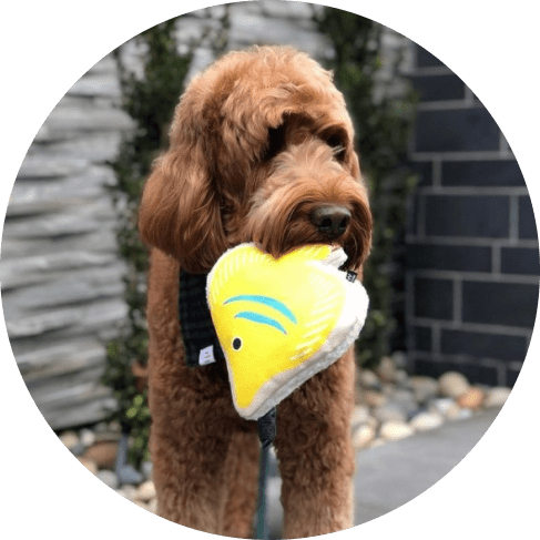 Fancy Fish Toy 12 » Pets Impress