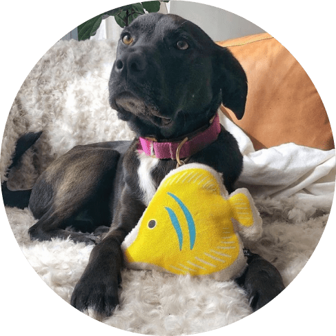 Mask GЯфчфыroup Fancy Fish Toy 9 » Pets Impress