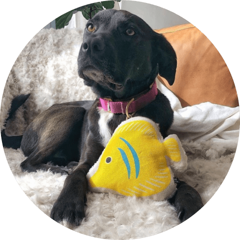 Fancy Fish Toy 11 » Pets Impress