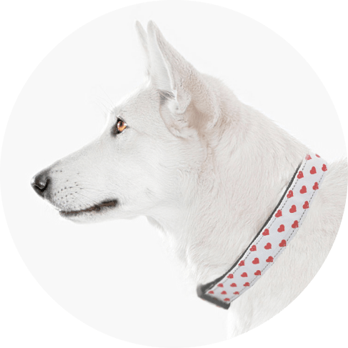 White and Red Dotty Hearts Collar 9 » Pets Impress