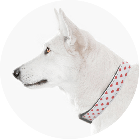 redhearts-min White and Red Dotty Hearts Collar 9 » Pets Impress