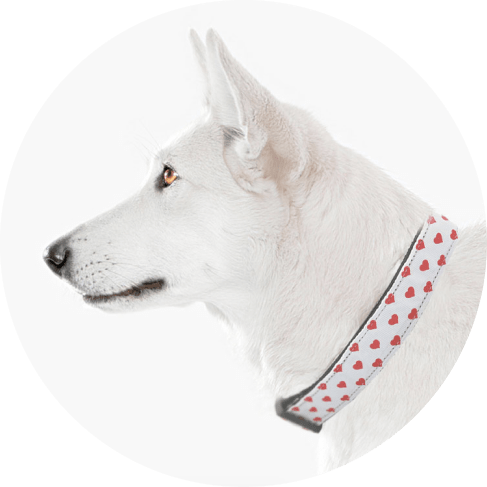 White and Red Dotty Hearts Collar 11 » Pets Impress