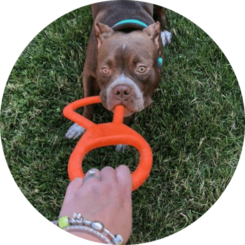 Mask Groддup Tug O' War Toy 27 » Pets Impress