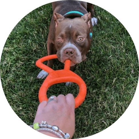 Tug O' War Toy 34 » Pets Impress