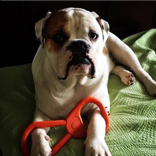 Tug O' War Toy 7 » Pets Impress