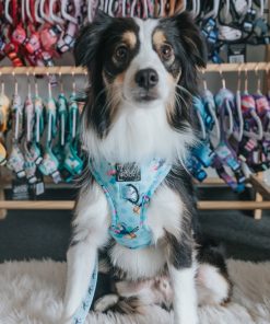 Tropicana' Dog Fabric Leash 11 » Pets Impress
