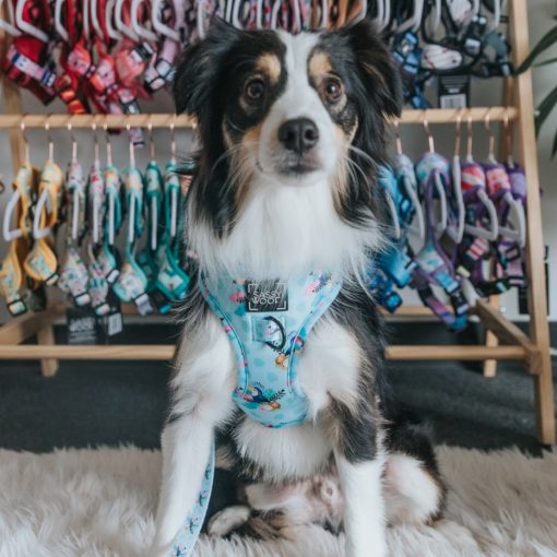 Tropicana' Dog Fabric Leash 4 » Pets Impress
