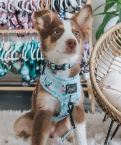 Tropicana' Dog Fabric Leash 15 » Pets Impress