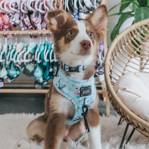 Tropicana' Dog Fabric Leash 6 » Pets Impress