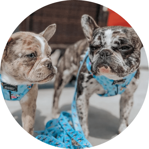 Tropicana' Dog Fabric Leash 21 » Pets Impress