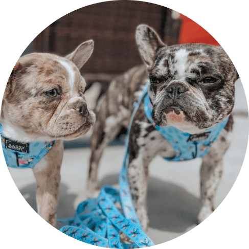 Mask Grokmn,up-min Tropicana' Dog Fabric Leash 21 » Pets Impress