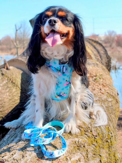 leash2 2-min Tropicana' Dog Fabric Leash 22 » Pets Impress