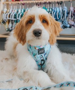 Tropicana' Dog Fabric Leash 13 » Pets Impress