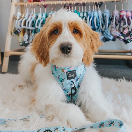 Tropicana' Dog Fabric Leash 5 » Pets Impress