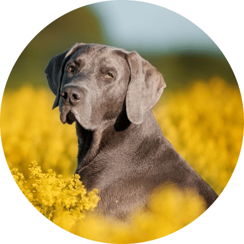 Mask Grб тюлтьт.oup-min Spring Fresh Scent Pet Cologne 13 » Pets Impress
