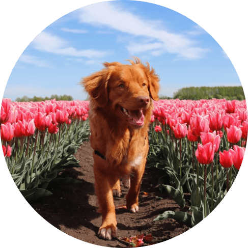 Spring Fresh Scent Pet Cologne 12 » Pets Impress
