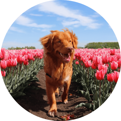 Ma юл.тsk Group-min Spring Fresh Scent Pet Cologne 12 » Pets Impress