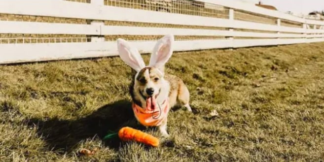 Screenshot_20 1-min Toucan Stuffing Free Dog Toy with Squeakers 12 » Pets Impress