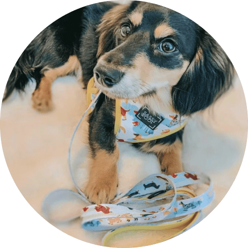 Rainy Dachshund' Dog Fabric Leash 23 » Pets Impress