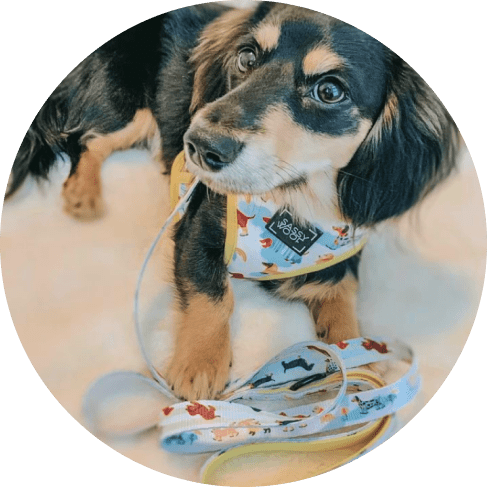 Mask Gromnmmup-min Rainy Dachshund' Dog Fabric Leash 18 » Pets Impress