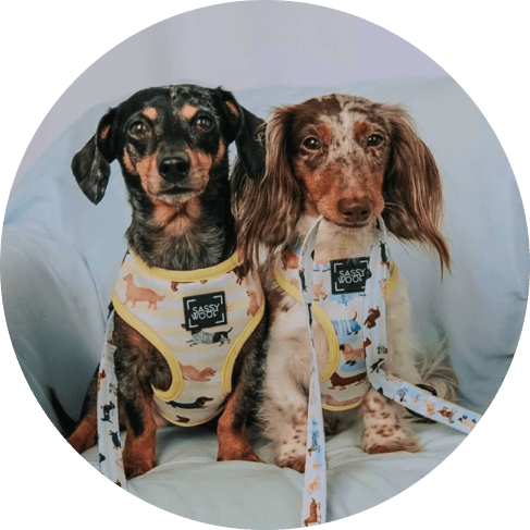 Maskkk Group-min Rainy Dachshund' Dog Fabric Leash 19 » Pets Impress
