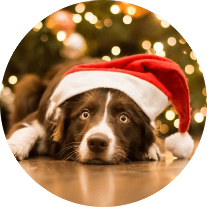 Red Plaid Christmas Dog Collar - Medium 16 » Pets Impress