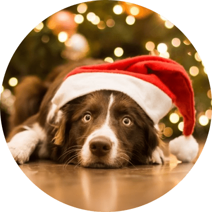 Mask Group Red Plaid Christmas Dog Collar - Medium 13 » Pets Impress