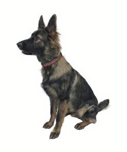 Red Plaid Christmas Dog Collar - Medium 6 » Pets Impress