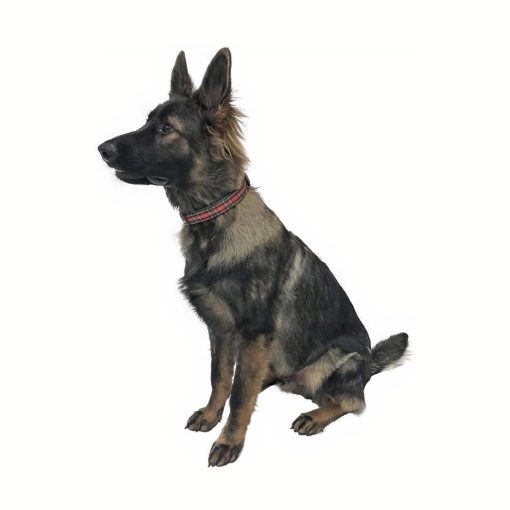 Red Plaid Christmas Dog Collar - Medium 3 » Pets Impress