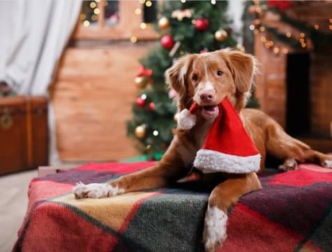 Red Plaid Christmas Dog Collar - Medium 12 » Pets Impress