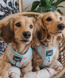 'Peach, Please' Adjustable Dog Harness 5 » Pets Impress