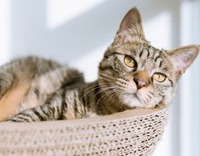 8 Frequently Asked Questions About Cats 2 » Pets Impress Relaxed cat