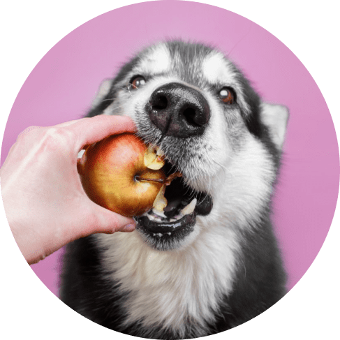 Mask Grouю итp-min Stainless Steel Country Farmhouse Bowl 9 » Pets Impress