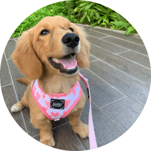 Mask Grkkkkoup-min dog fabric leash - dolce rose
